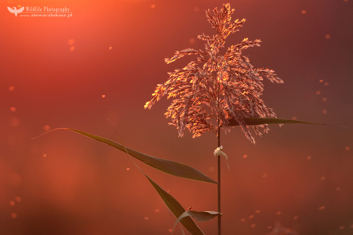 Common reed at sunset