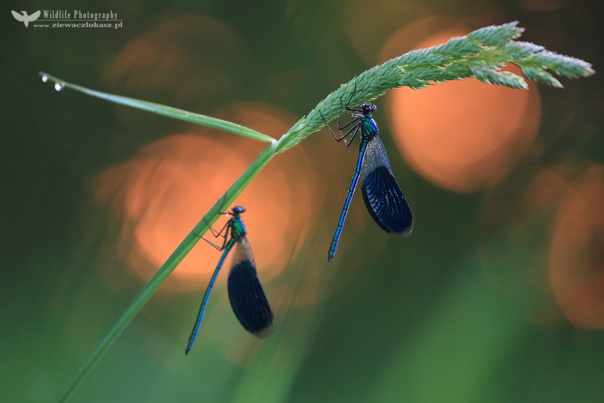 The banded demoiselle