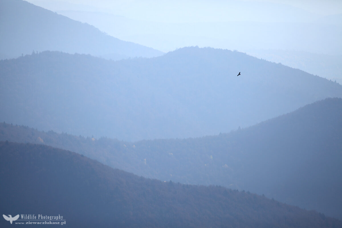 Bird of prey over the mountains covered with fog