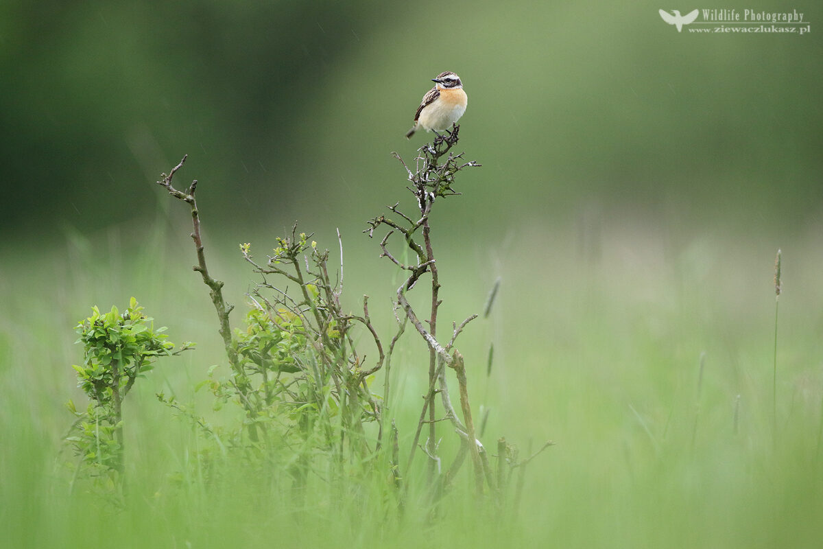 The whinchat