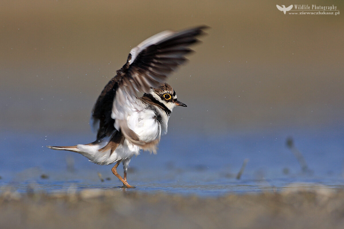The little ringed plover