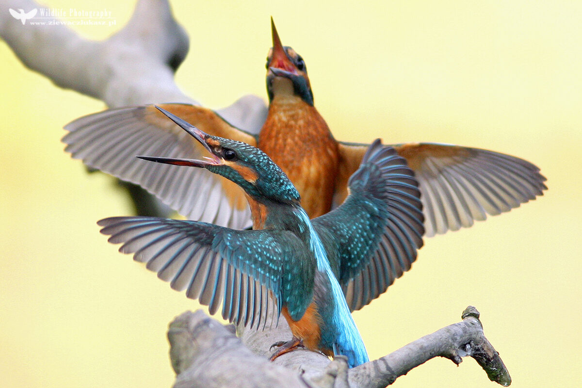 The common kingfisher