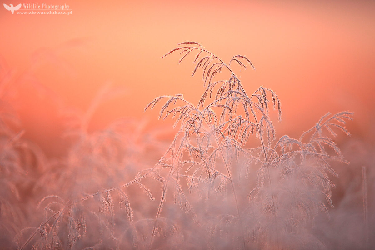 Frost at sunrise