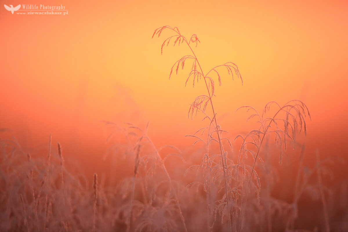 Frost at sunrise