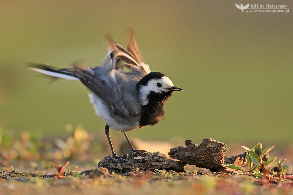 The white wagtail